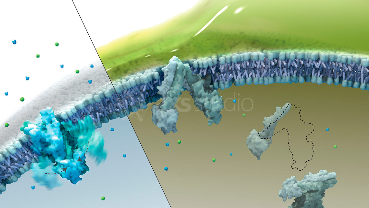axs-studio-cystic-fibrosis-cftr-medical-illustration-011