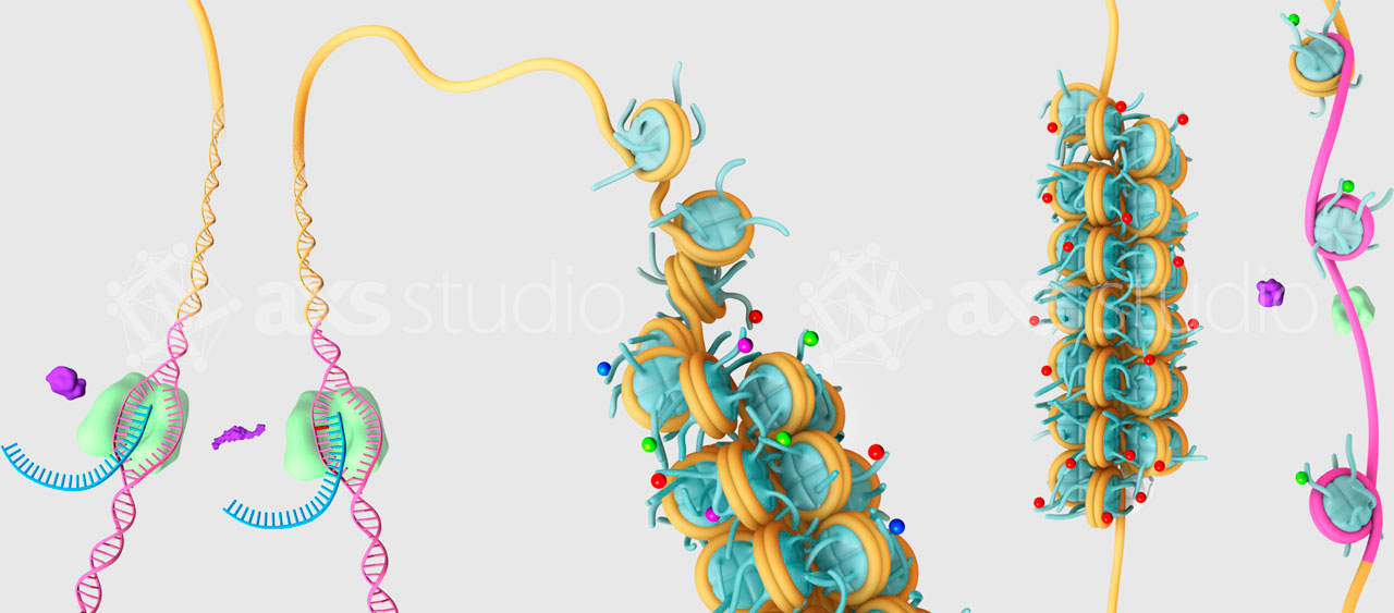 axs-studio-epigenetics-addiction-depression-scientific-illustration-011