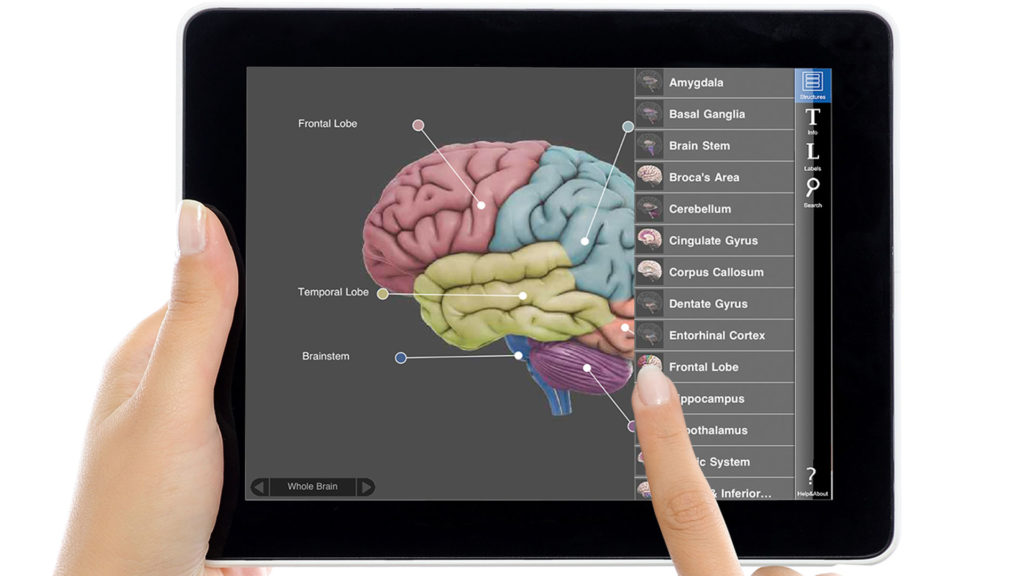Interactive 3D Brain Interactive 3D Brain