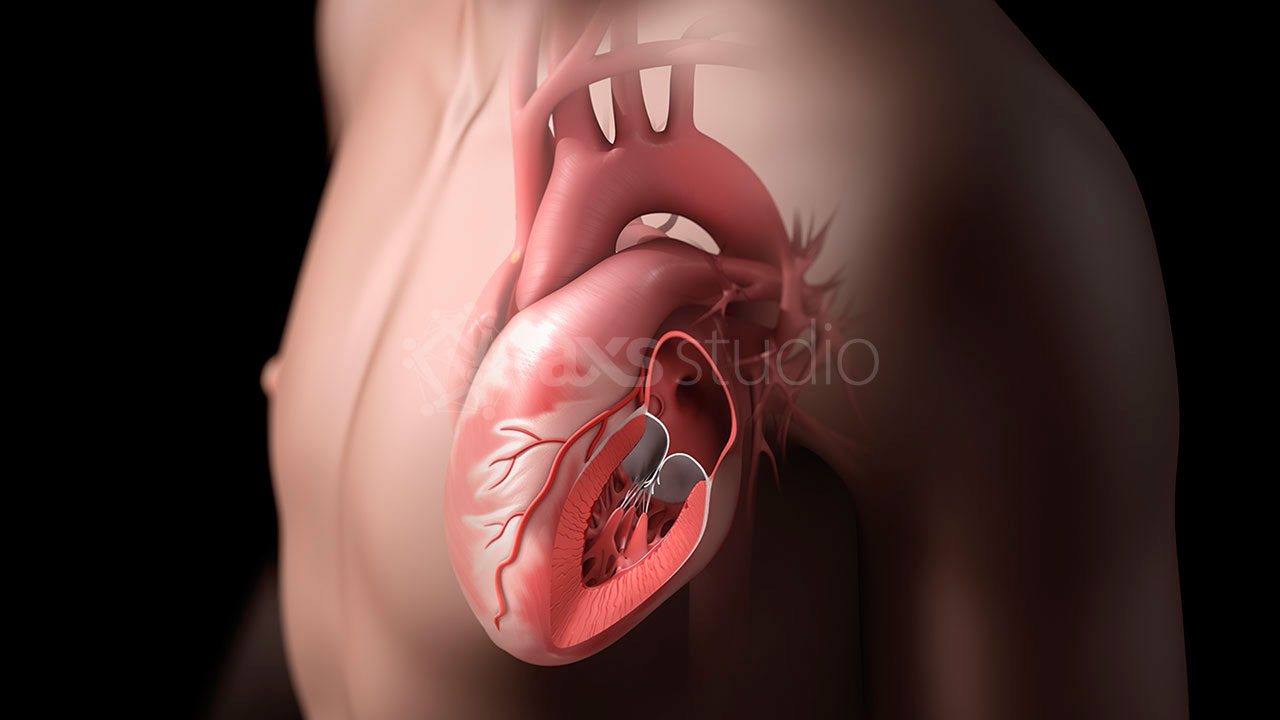axs-studio-vital-organs-esquire-magazine-medical-illustration-011