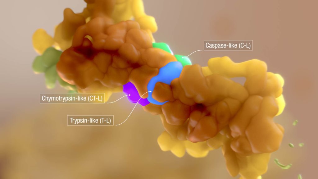 axs-studio-medical-animation-mulitple-myeloma-proteasome