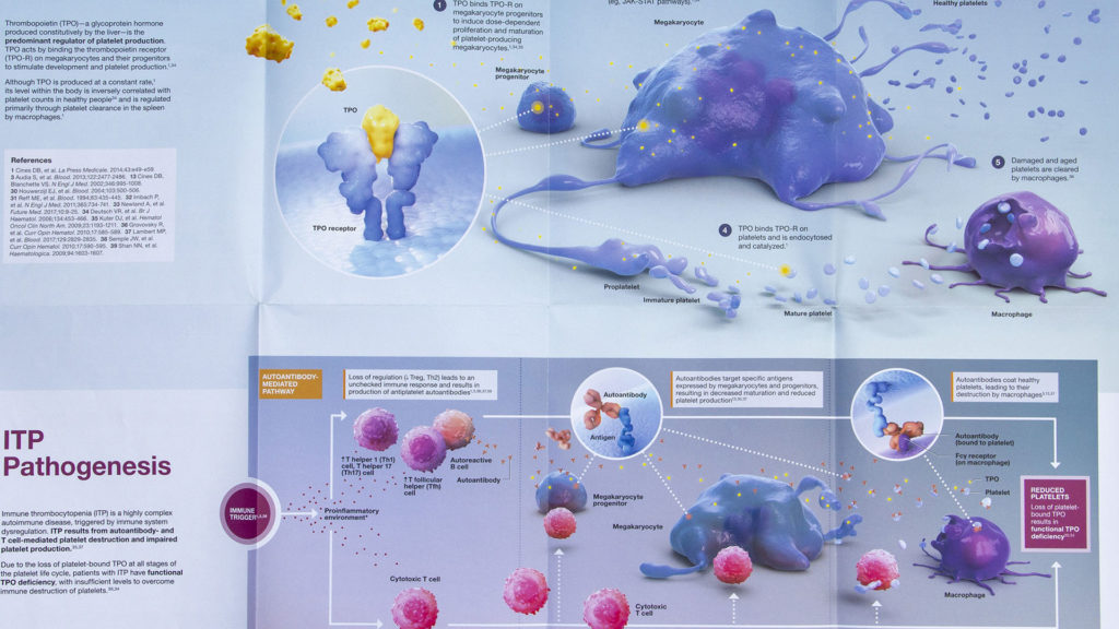 axs-studio-autoimmune-disease-itp-medical-illustration-01-thumbnail