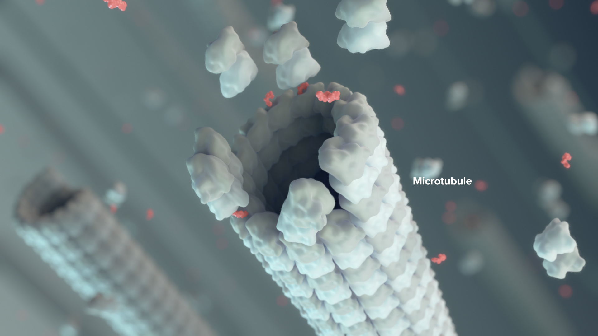 axs-studio-medical-animation-antibody-MOA-microtubule
