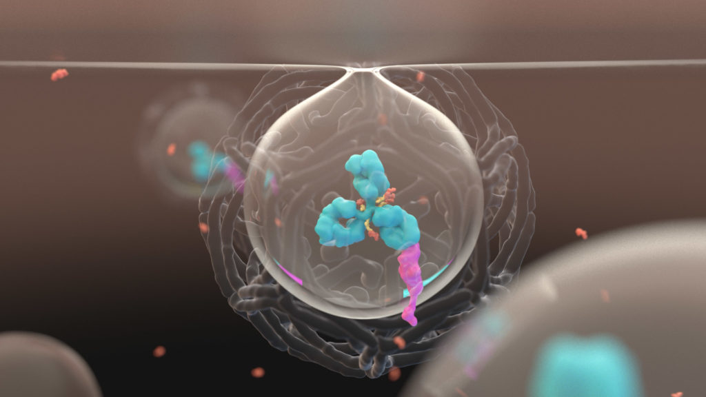 axs-studio-medical-animation-antibody-drug-conjugate-endocytosis