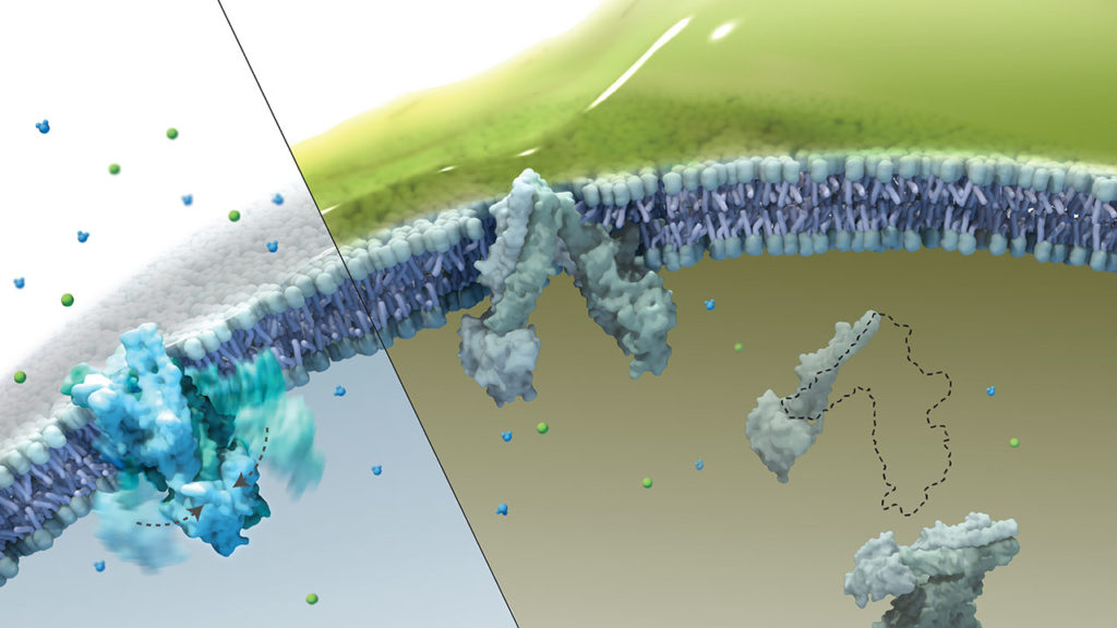 axs-studio-cystic-fibrosis-cftr-medical-illustration-01