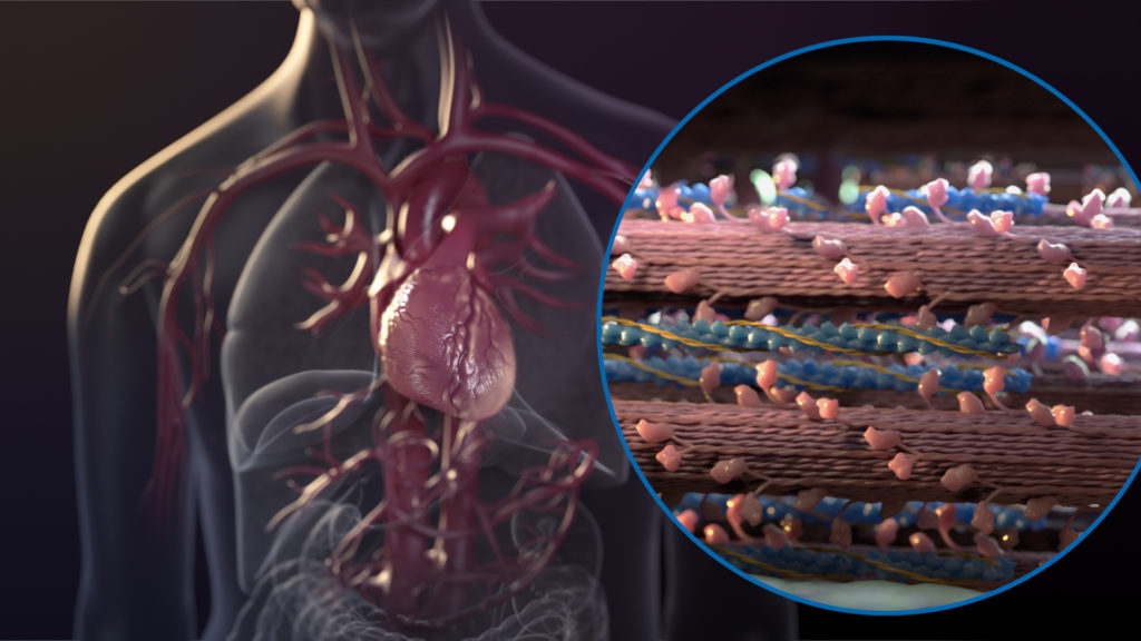 axs-studio-medical-animation-heart-failure-sarcomere-01