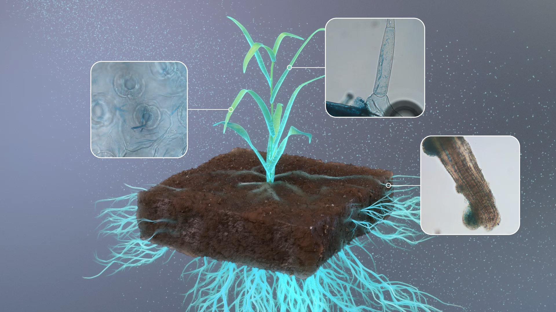 Agricultural Biotechnology Animation