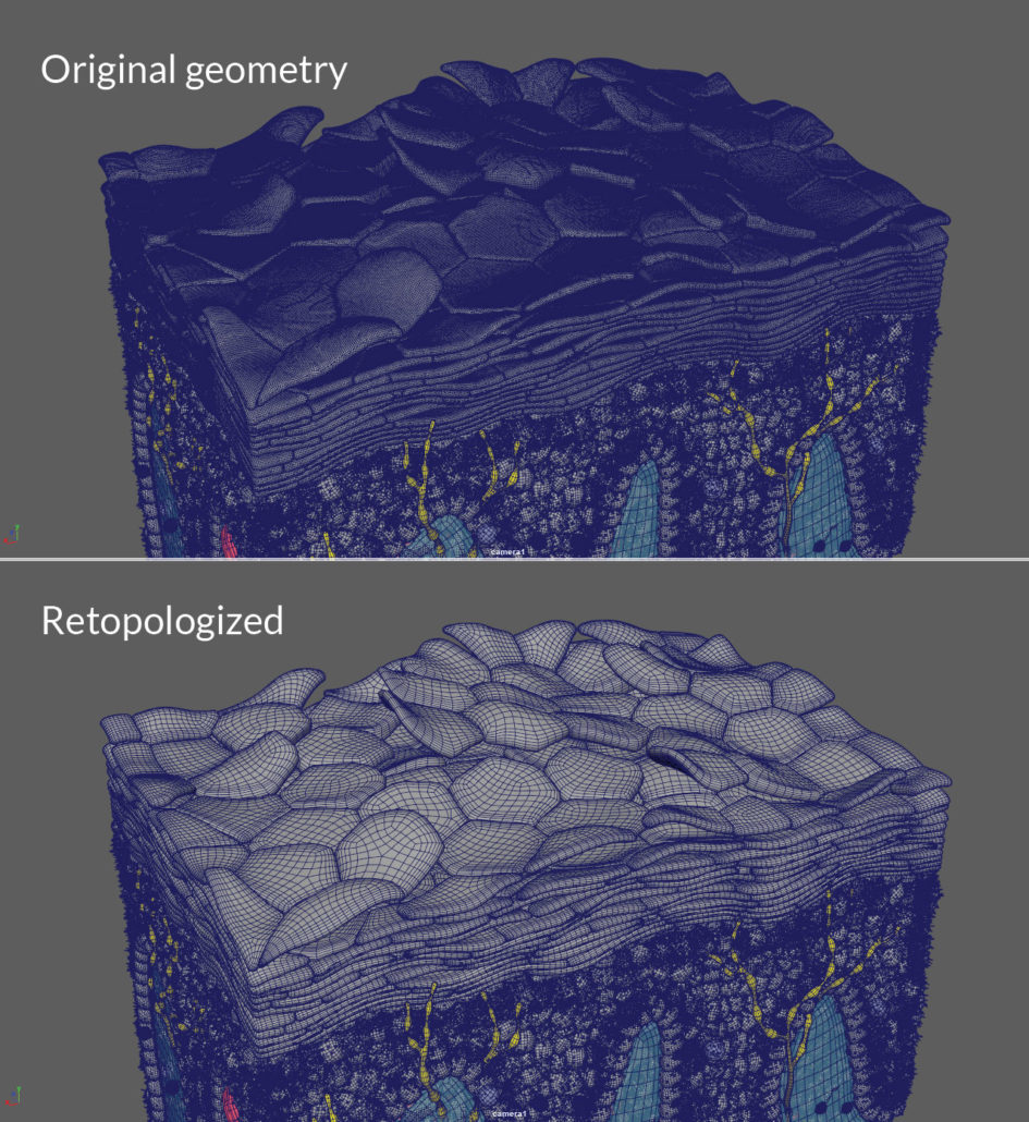 Two 3D computer models of a human skin cube shown in editing mode. The polygons making up the geometry are visible. The original model has a dense mesh. The retopologized mesh is much less dense.