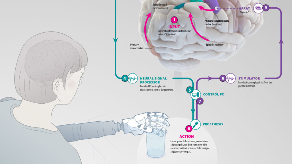 Illustration of a brain-machine interface (BMI) showing person with a robotic arm and hand holding a glass of water. A 3D brain with labels shows the neural circuitry involved in controlling the robotic limb.