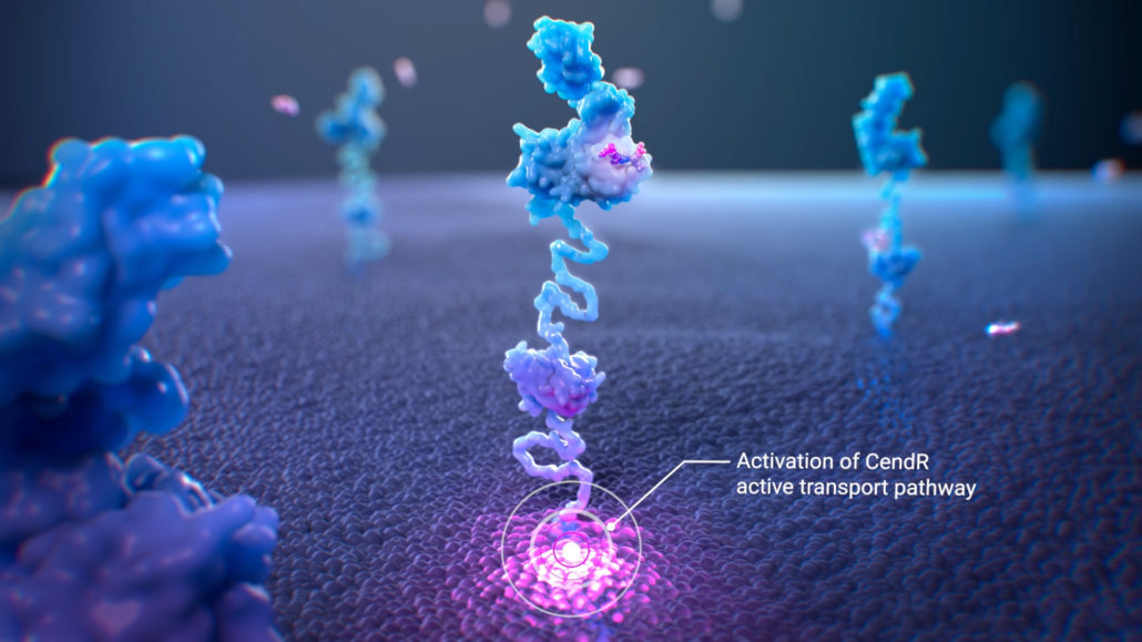 Still from the Certepetide MOA Animation. The still takes place on the surface of a target cell and shows the CendR fragment bound to neuropilin-1 (NRP-1). A glow emanates from within the cell indicating activation of intracellular mechanisms. This is labelled in the still.