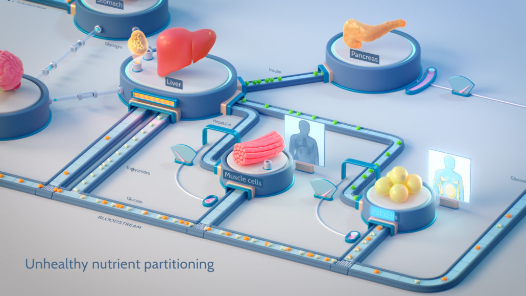 Still image from an animation showing nodes connected by conveyor belts. On each node is an organ or tissue involved in nutrient partitioning: brain, liver, pancreas, muscle and fat cells. Nutrients and hormones are visible on several portions of the conveyor belt.