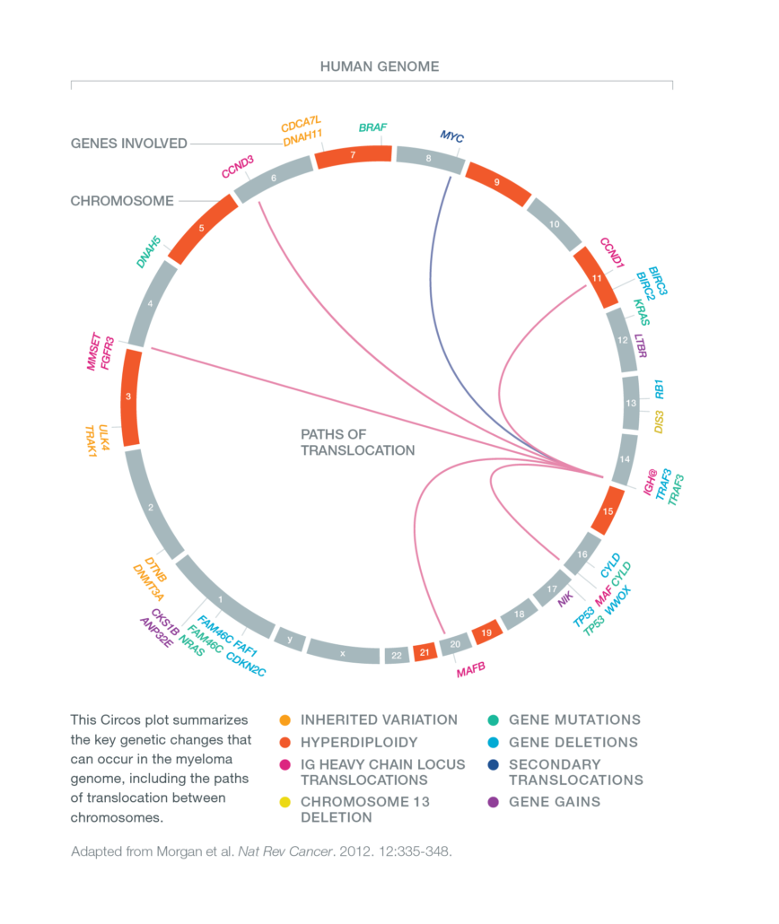 A Circos plot summarizing the key genetic changes that can occur in the genome of a person with multiple myeloma, including the paths of translocation between chromosomes.