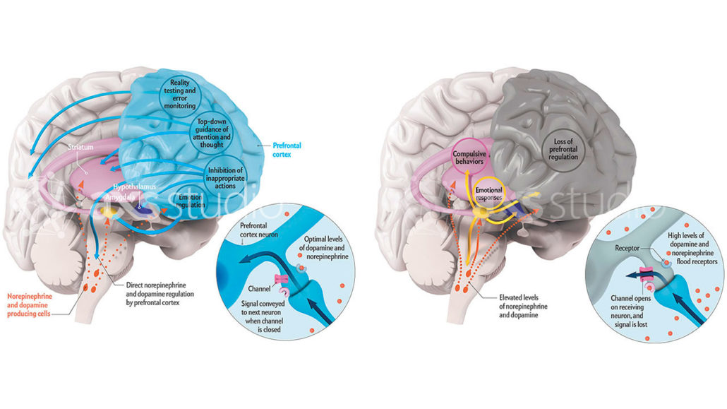 How We Lose It - illustration depicting brain areas responsible for self-control. The prefrontal cortex is responsible for controlling impulses. Norepinephrine and dopamine levels can change whether the prefrontal cortex can control emotional and instinctive responses.