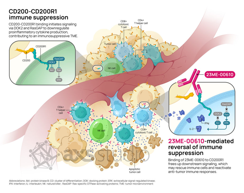 MOA illustration showing immune suppresed tumor microenvironment at the top. Tumor cells overexpress CD200 and bind to CD200R1 on NK, CD8 and CD4 t-cells to inhibit DOK2/RasGap signaling and subsequent immune response.
The bottom right of the illustration shows the reversal of immune suppression mediated by 23ME-0610 mAb binding to CD200R1 on immune cells and free up downnstream signaling. This reactivates the anti-tumor immune response.