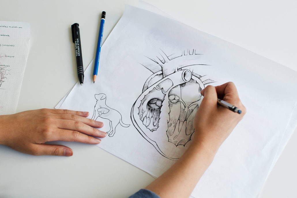 Photograph of woman’s hands over a piece of drawing paper. A pencil in the right hand is being used to draw a canine heart in section.