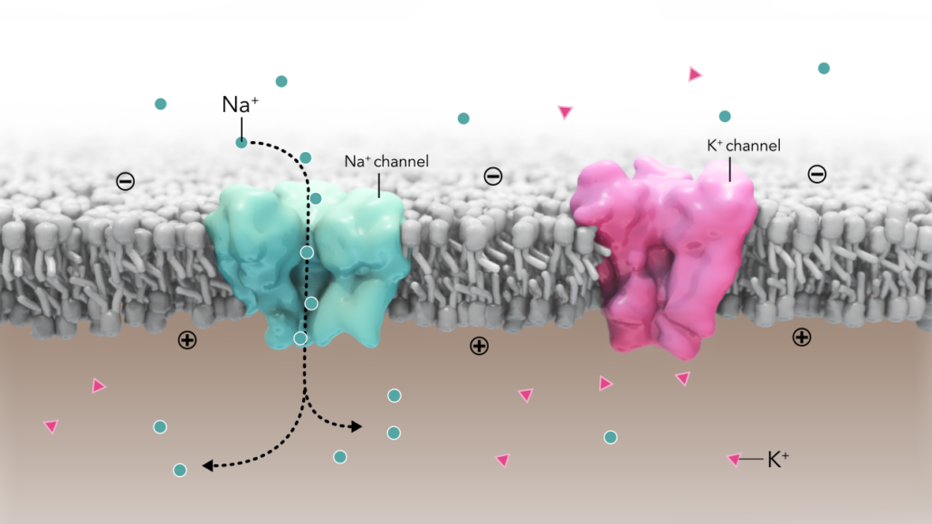 Sodium (Na) channel and Potassium (K) channel in lipid bilayer cell membrane. Sodium and Potassium ions move across the membrane through these channels. Concept art created for a Medimmune pitch which we won.