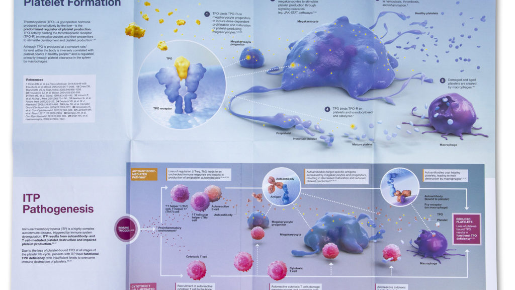 Inside spread (poster) of Immune Thrombocytic Purpura or ITP brochure with medical illustrations. Understanding the role of TPO or thrombopoietin in normal platelet formation. TPO binds TPO receptor on the megakaryocyte progenitor to induce proliferation and maturation into platelet producing megakaryocyte. Macrophages clear aged or damaged platelets. JAK-STAT pathway leads to platelet production. In ITP pathogenesis, immune system dysregulation via either autoantibody mediated pathway or cytotoxic t-cell mediate pathway, results in inbited platelet production and accelerated platelet destruction by macrophages.