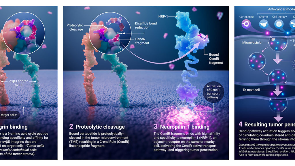 The illustration has 4 panels depicting certepetide's mechanism of action. Certepetide is a 9 amino acide cyclic peptide that is Lisata's investigational agent. The first panel in the illustration depicts certepetide binding to an integrin on tumor/tumor vascular endothelium. The second panel shows proteolytic cleavage of certepetide. The third panel depicts the resulting CendR fragment binding to neuropilin-1 (NRP1). Panel 4 depicts the resulting tumor penetration (CendR pathway activation involving microvesicles that encapsulate co-administered anti-cancer drugs).