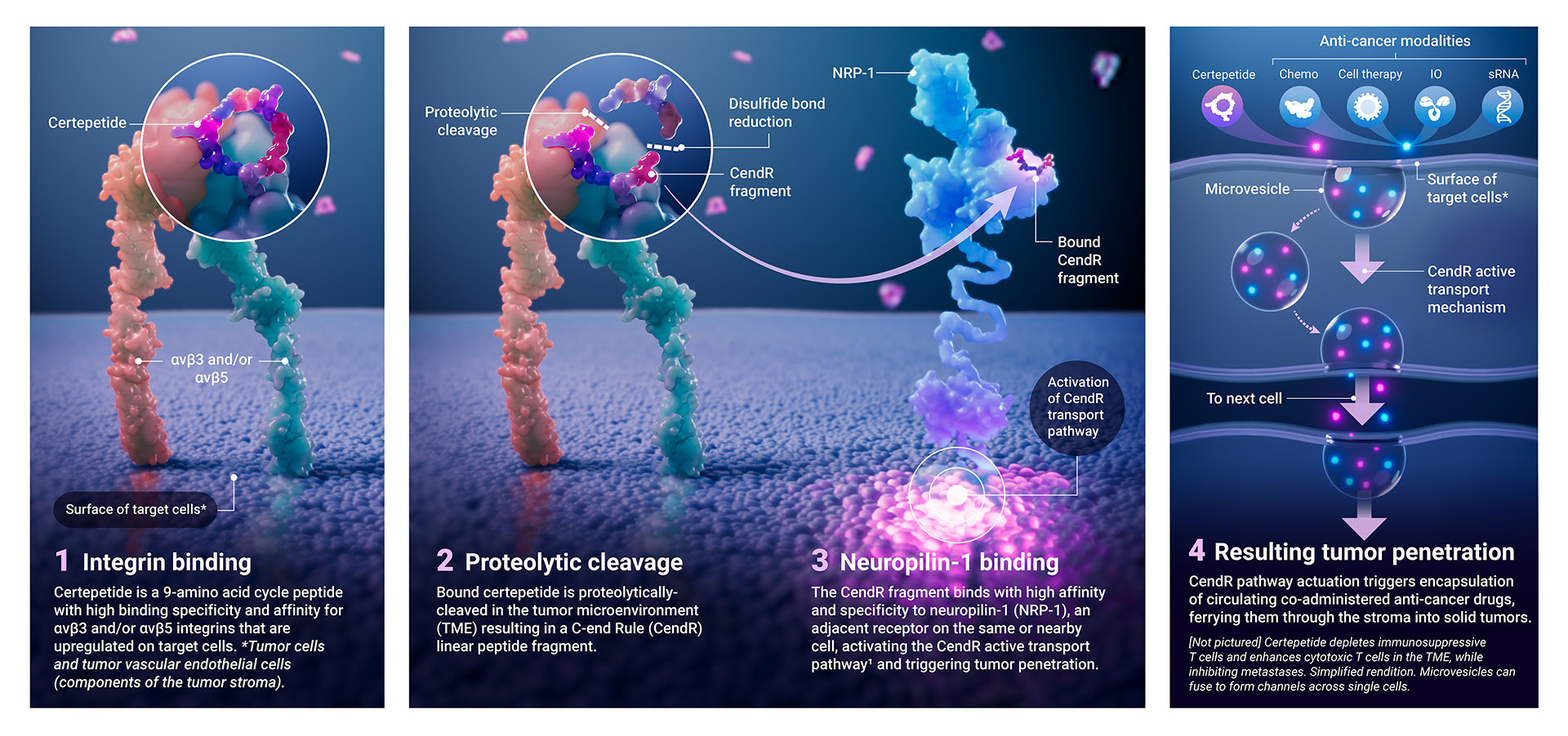 Scientific Illustration Certepetide Anticancer Moa Axs Studio