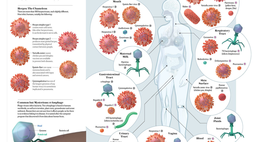 Illustrations for Human Virome article written by David Pride for the Scientific American December 2020 issue. 2D and 3D assets created by AXS. Final layout by Scientific American. Illustrates the the difference viruses found in the human virome, colour coded as orange if the virus is known to cause human illness.