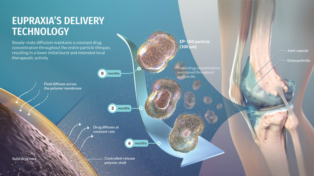 3D illustration for Eupraxia's presentation deck, explaining how it's controlled-release drug delivery technology works. The illustration features a knee with osteoarthritis (OA), particles diffusing medication into the joint space and a closeup view of drug molecules diffusing from the crystal core, through the polymer shell.