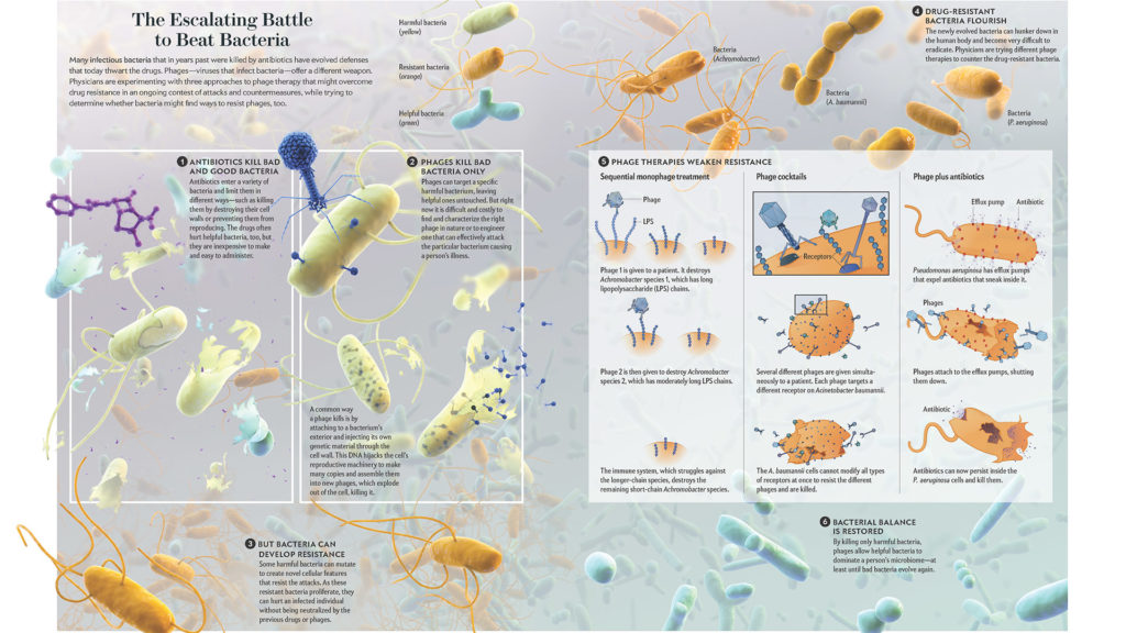 Double spread illustration comparing antibiotics vs phages and the evolution of resistant bacteria on left. Three types of phage therapy are explored on right panel.