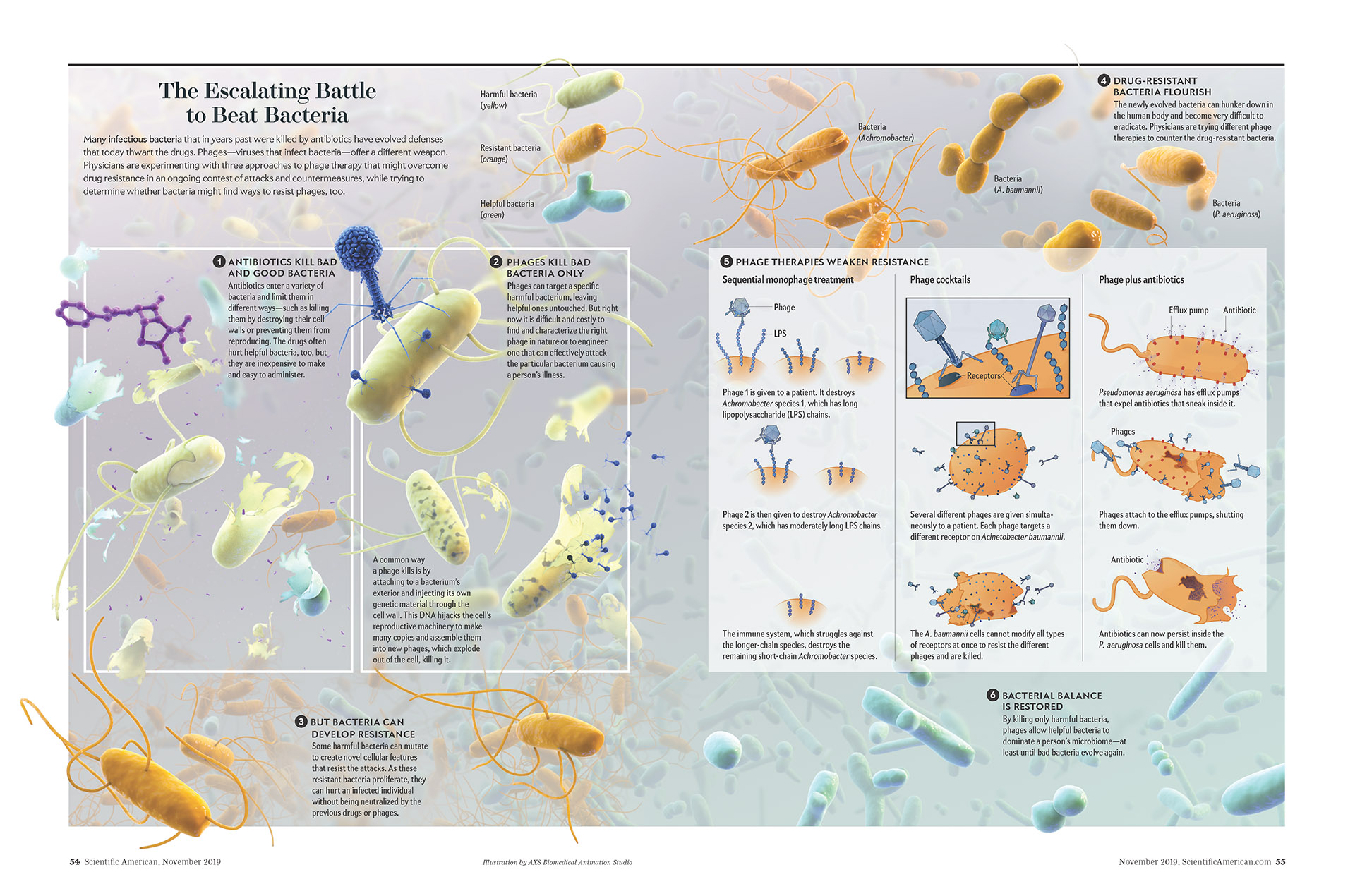 Scientific illustration - AXS Studio