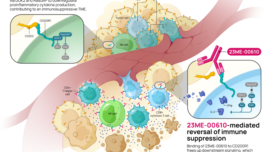 MOA illustration showing immune suppresed tumor microenvironment at the top. Tumor cells overexpress CD200 and bind to CD200R1 on NK, CD8 and CD4 t-cells to inhibit DOK2/RasGap signaling and subsequent immune response. The bottom right of the illustration shows the reversal of immune suppression mediated by 23ME-0610 mAb binding to CD200R1 on immune cells and free up downnstream signaling. This reactivates the anti-tumor immune response.