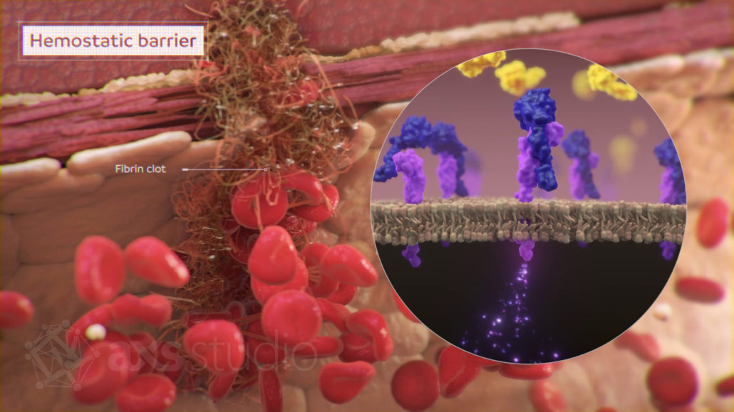 A magnified view of a blood clot forming near the cut edge of a cross-sectioned blood vessel. A tangled mess of fibrin, platelets, and red blood cells fill a break in the vessel wall. On the left, a circular inset shows clotting factors (tissue factor, FVII, FX) assembling on a cross-sectioned membrane.