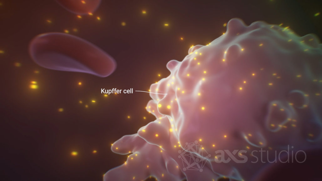 Extreme close-up of the ruffled surface of a Kupffer cell inside a liver sinusoid. A single red blood cell is visible at the top left corner, indicating the view is from inside a blood vessel. Gold nanoparticles are randomly distributed in the blood plasma; some are stuck to the Kupffer cell surface or have been internalized by the cell.