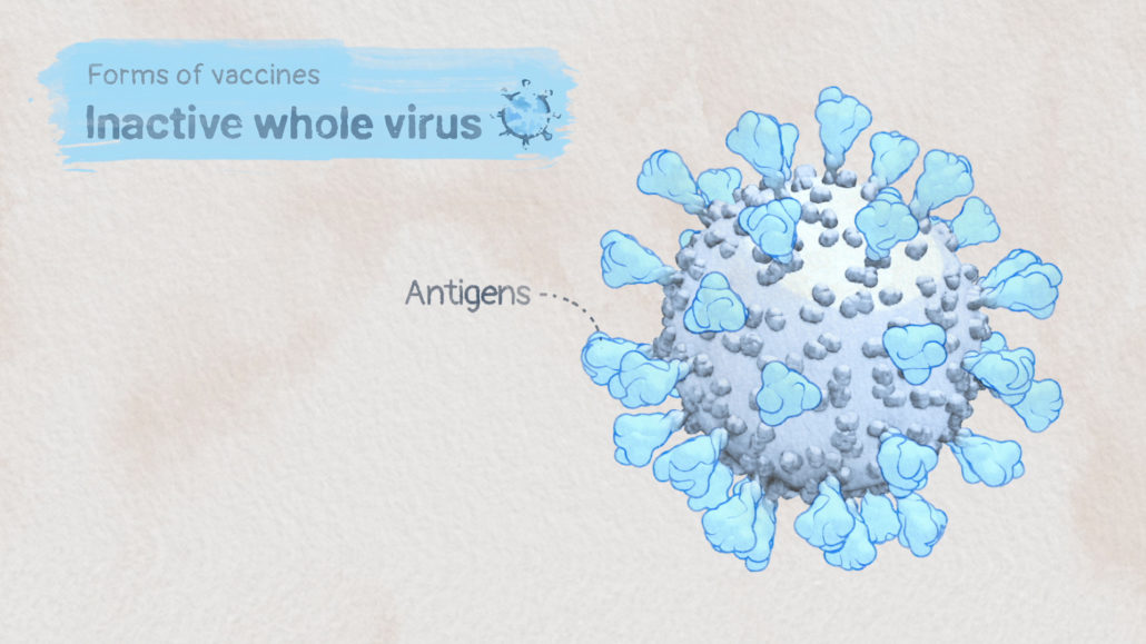 Still image from an educational scientific animation about SARS-CoV-2 infection. It demonstrates forms of vaccines, such as the inactive whole virus SARS-CoV-2 and labels the spike antigens depicted here in pale blue tones and a ligne clair art style. The animation was created for the lay public and COVID-19 patients.