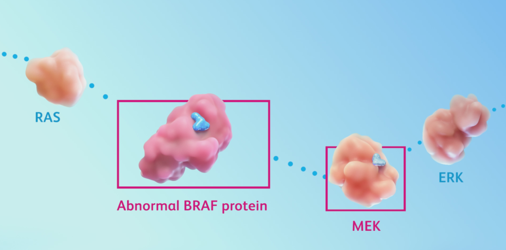 Animation created for Pfizer social media channels, explaining the role of BRAF mutations in melanoma and how BRAF inhibitors and MEK inhibitors interrupt signaling in the MAPK pathway.