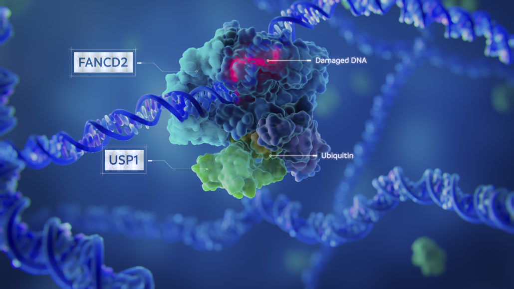 Single-strand DNA break repair molecular shot in XL309 MOA animation. SL is an emerging strategy for targeting cancer cells. Our client’s lead SL candidate, XL309, inhibits USP1, a deubiquitinase essential for single-strand DNA break repair. Due to compensatory DNA repair mechanisms, XL309 has no effect on healthy cells. However, XL309 is lethal in cancers with homologous recombination (HR)-deficiency that have genetic alterations impairing double-strand DNA break repair. To explain this complex story to multiple audiences, we created a clear, concise MOA animation. Flowchart-like 3D motion graphics make it easy to follow the complex interplay of DNA damage repair mechanisms, while molecular scenes illustrate how the different proteins interact to orchestrate DNA repair.