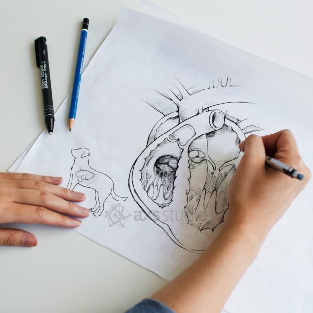 If you’ve ever studied pictures in a biology textbook or admired the posters in your doctor’s office and wondered “who makes these?”, our latest blog post, "What is a medical illustrator?", is for you: https://axs3d.com/blog/what-is-medical-illustrator/ 6-minute read.
.
.
.
#medicalcommunications #medicalaffairs #sciart #medicalart #medicalanimation #scientificcommunication #scicomm #medcom #healthcommunication #pharma #amidotorg