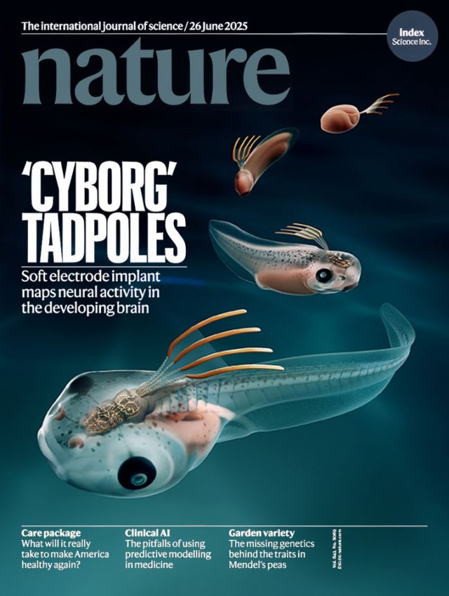 @axs_studio had the pleasure of illustrating @nature_the_journal’s June 26 cover: a “cyborg” tadpole in 4 stages of development. This accompanies a paper by Jia Liu and colleagues about their novel technology for studying the developing brain: an implantable microelectrode array that stretches with the brain as it grows and develops, providing information about the activity of single neurons and neuron populations. Stay tuned for some ribbeting discoveries! https://www.nature.com/articles/s41586-025-09106-8
.
.
.
#sciviz #sciart #scientificillustration #science #research #naturalscience